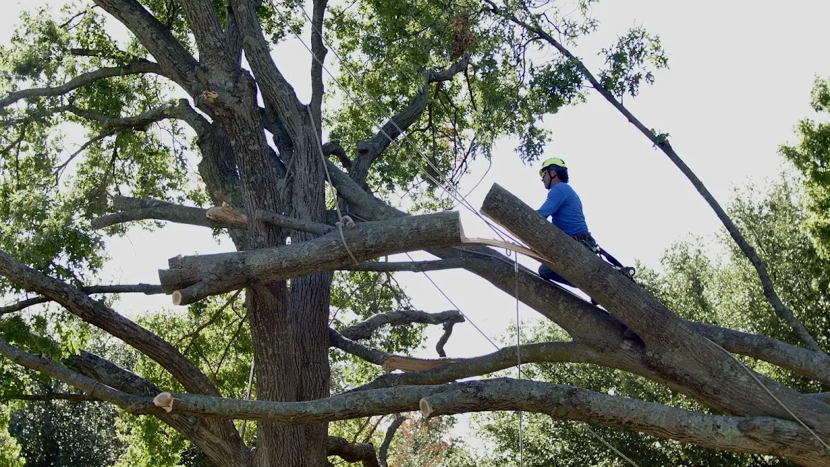 Professional Crown Thinning performed by certified arborists in Jackson