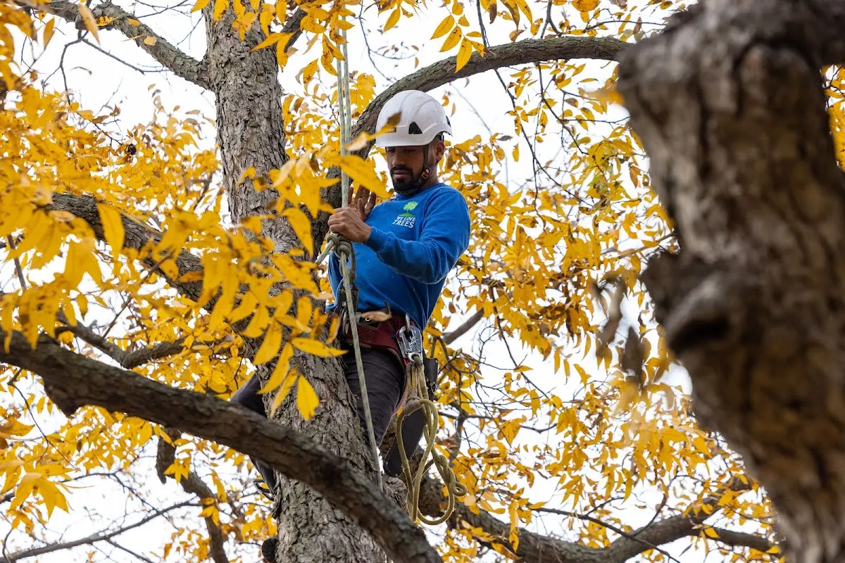 Skilled Storm Damage Cleanup crew working in Jackson